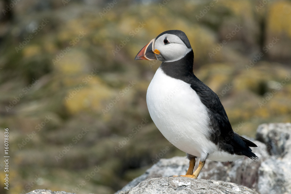 Naklejka premium Puffin