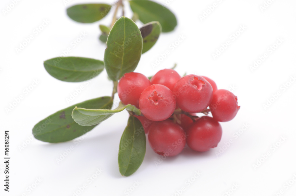 Whortleberry Whortleberry