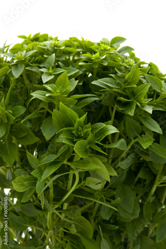 Plant of fine basil in closeup on white background