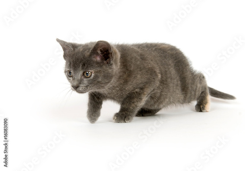 gray kitten stalking prey © Tony Campbell