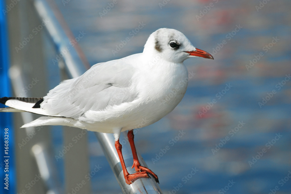 Möwe auf einer Reeling Möwe auf einer Reeling