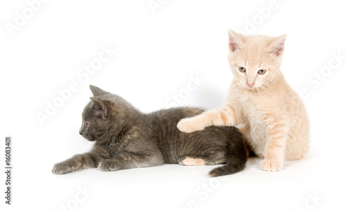 Two kittens on white background