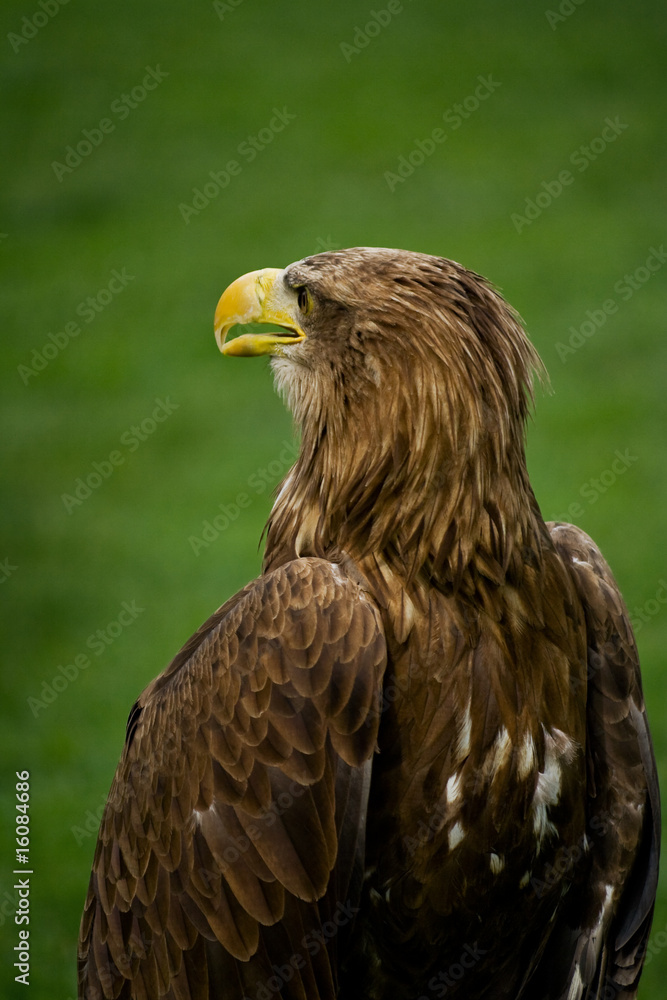 White-tailed eagle White-tailed eagle