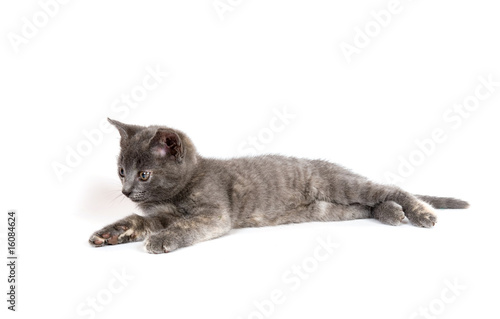 gray kitten laying down
