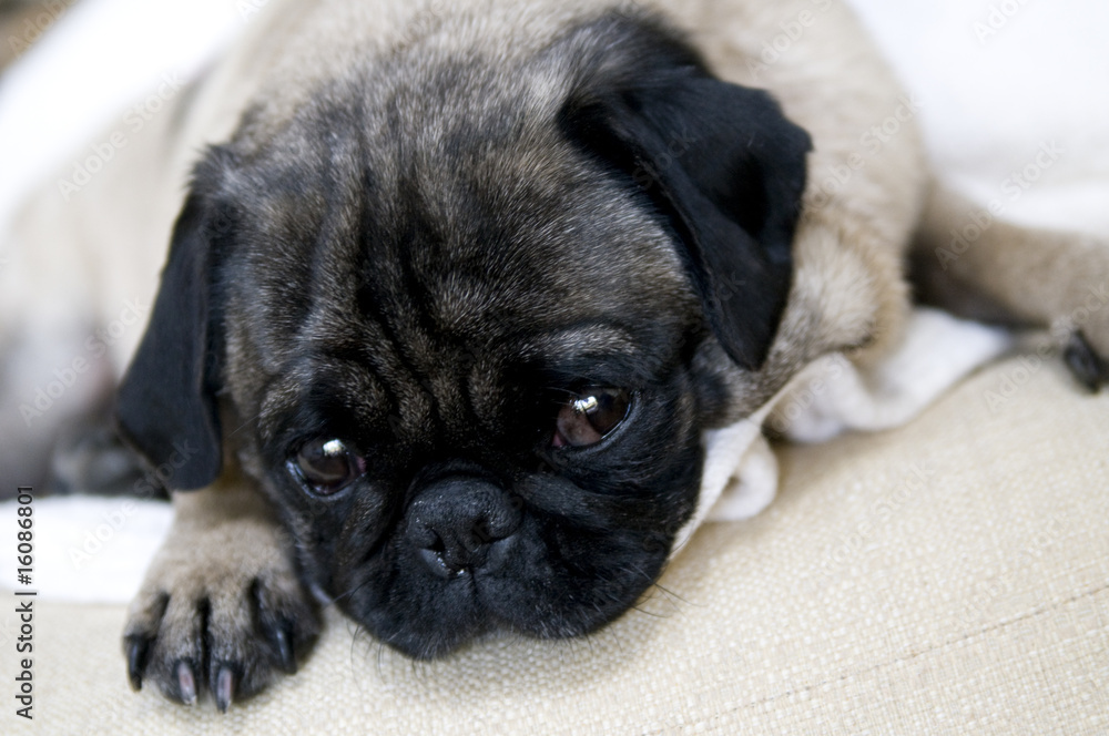 Pug with Sad Expression