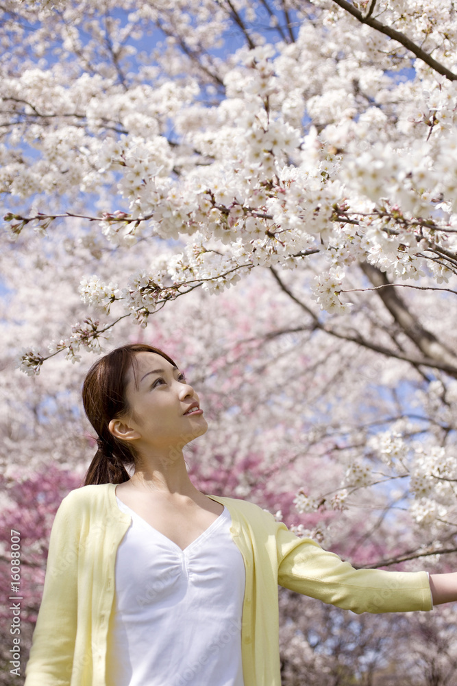 花見をする女性 花見をする女性