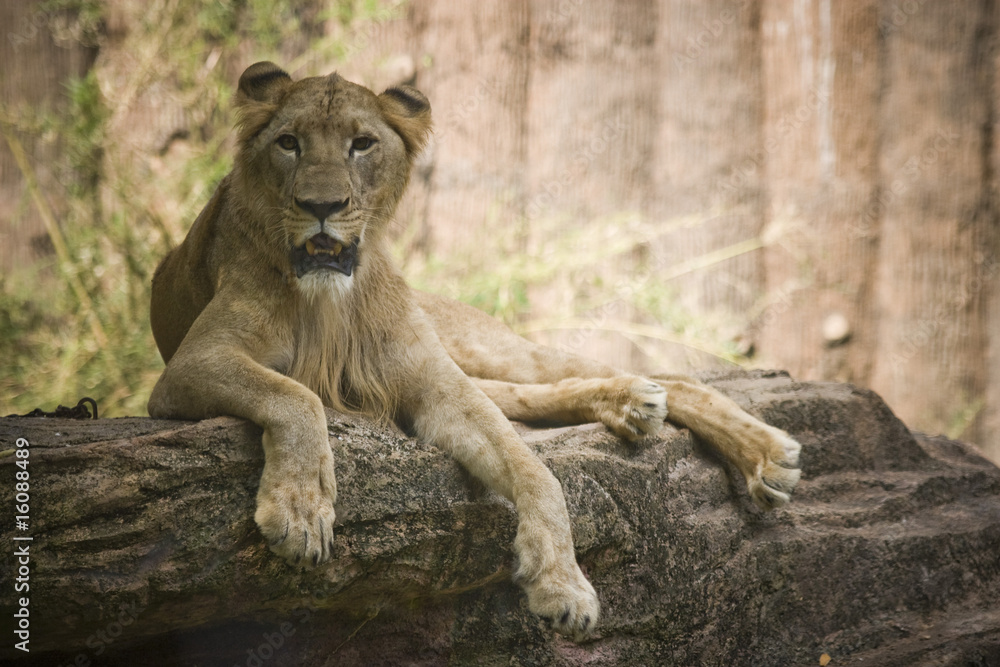 Obraz premium Lion @ Zoo