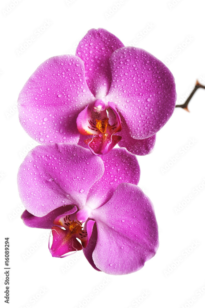 Obraz premium Pink Orchid