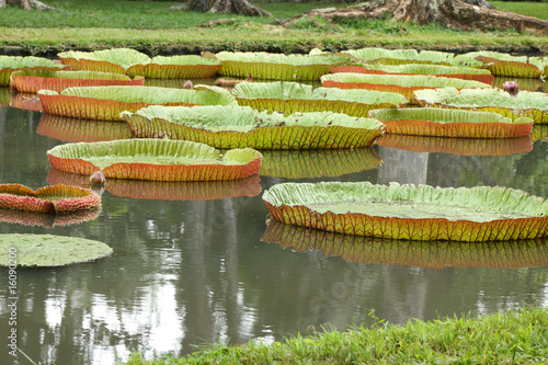 bassin de plantes aquatiques, jardin des Pamplemousses photo