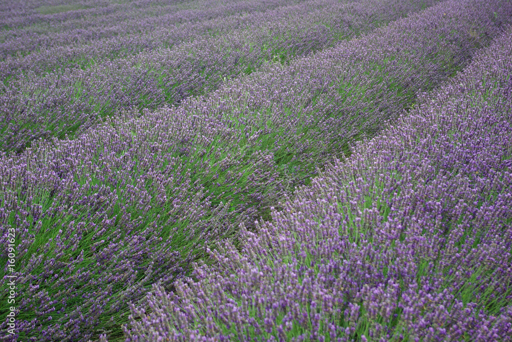 Naklejka premium lavender