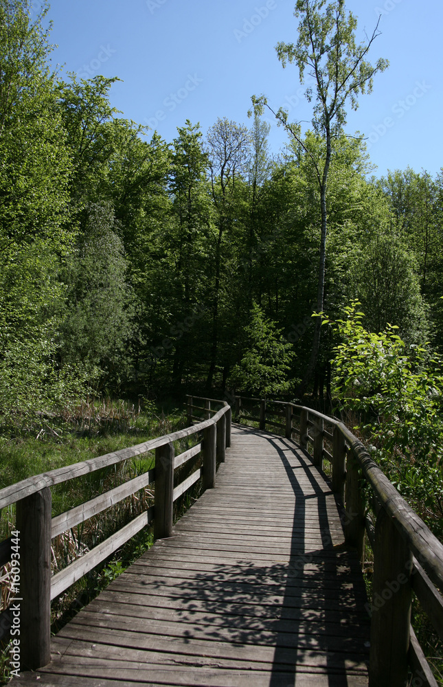 Fototapeta premium Holzweg