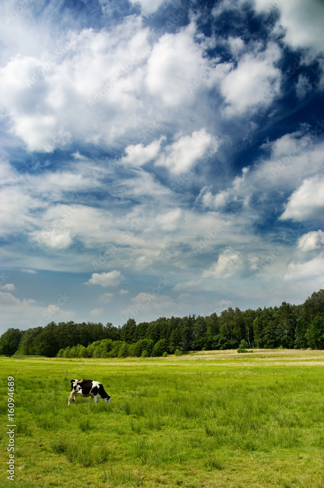 Obraz premium Dramatic sky over a cow in the meadow