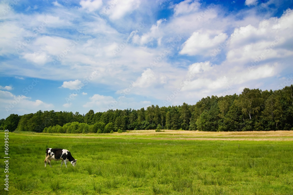 Dramatic sky over a cow in the meadow Dramatic sky over a cow in the meadow