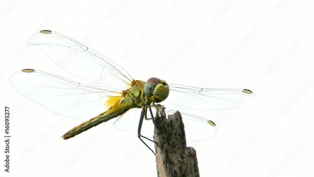Libellula Libellula