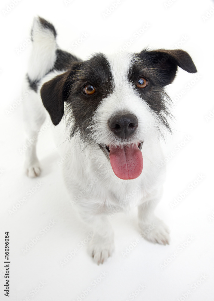 sweet russel terrier looking