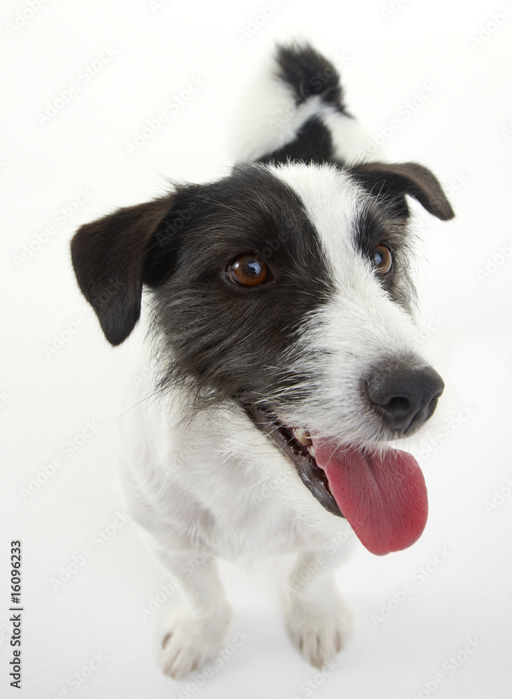 sweet russel terrier