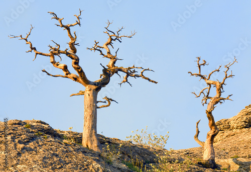 Fotografi withered juniper tree