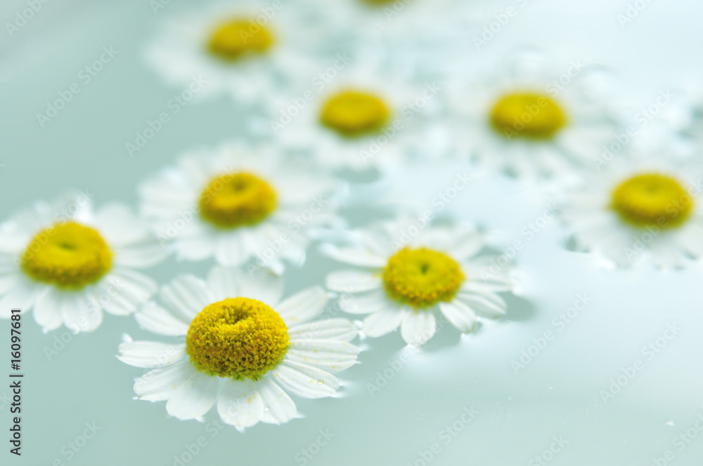 Kamille Stock Photo | Adobe Stock