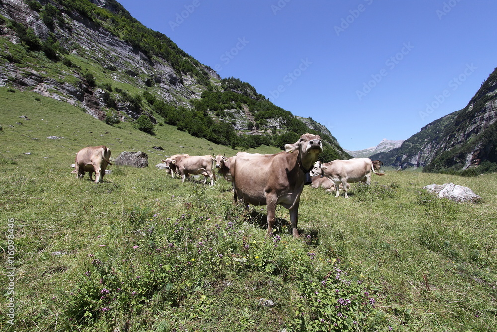 Schweizer Kühe vor Alpenpanorama