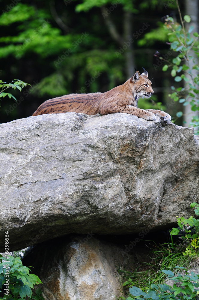 Luchs auf Felsen Luchs auf Felsen