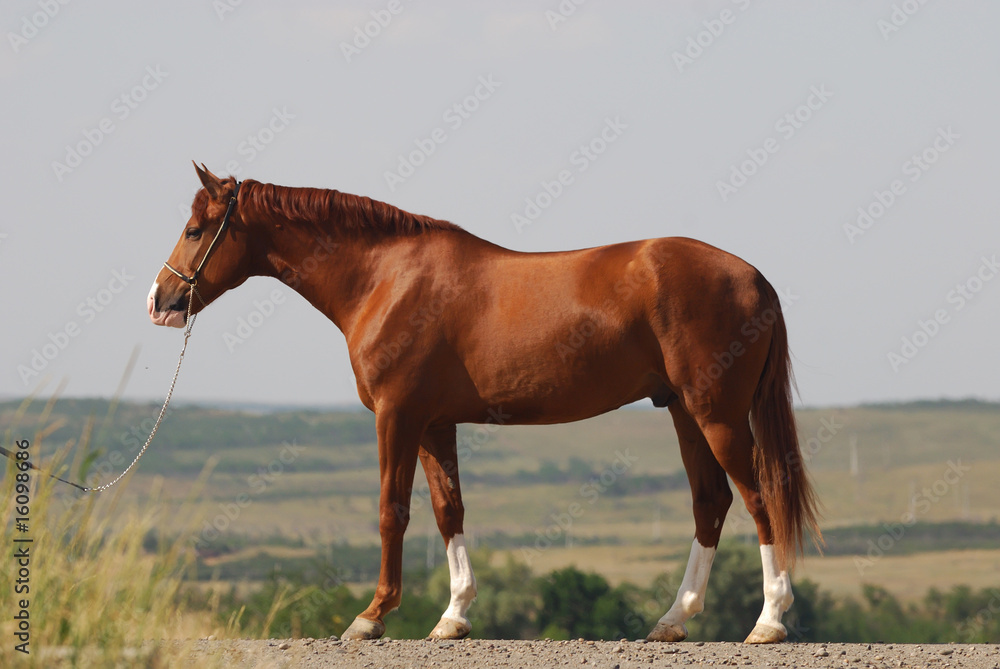 beautiful chestnut gelding standing in perfect exterior beautiful chestnut gelding standing in perfect exterior