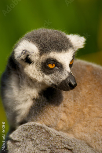 lemur catta © oriori