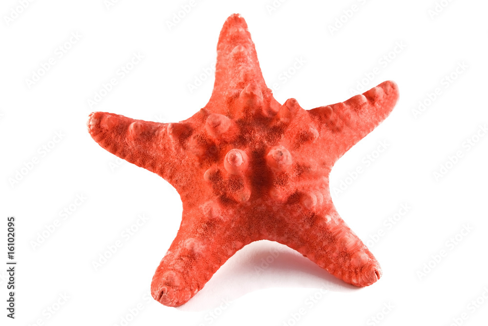 starfish starfish