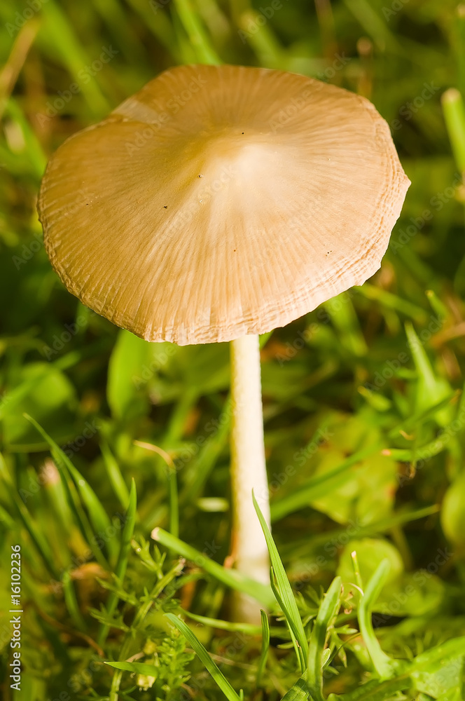 mushroom mushroom