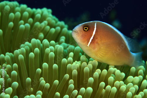 Принти на полотні Pink Anemonefish
