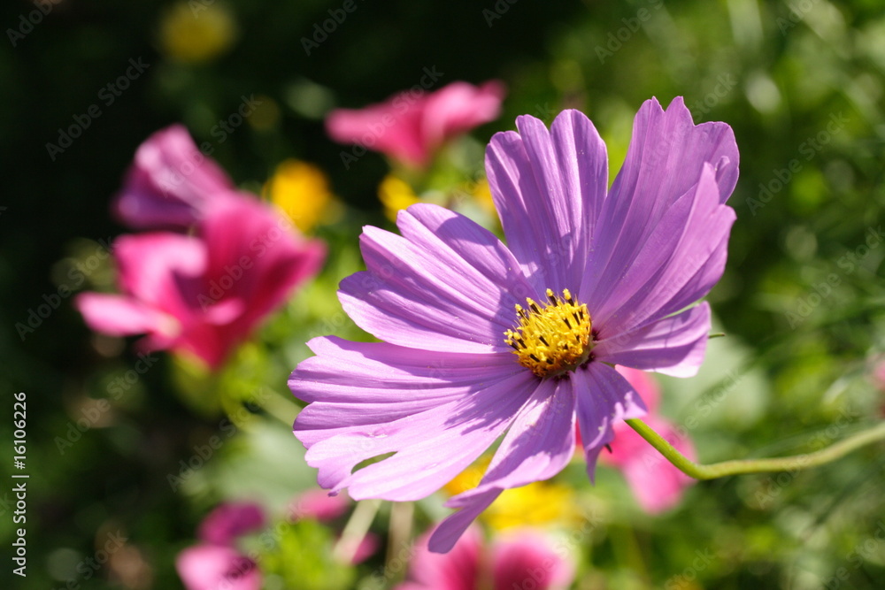 Obraz premium Kosmeenblüte u. Blumenbeet