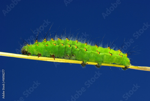 caterpillar