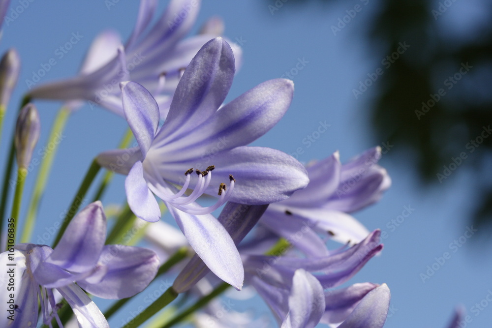 Lilienblüten Lilienblüten