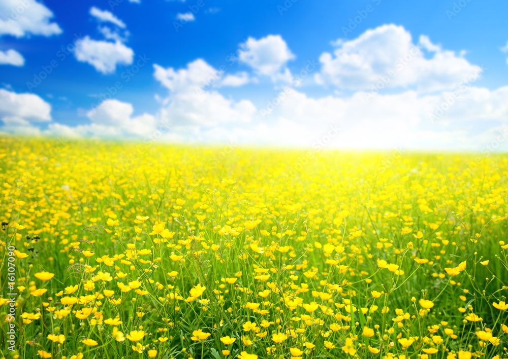 Obraz premium buttercup flowers and summer day