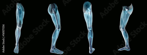 Anatomy an leg  x-ray
