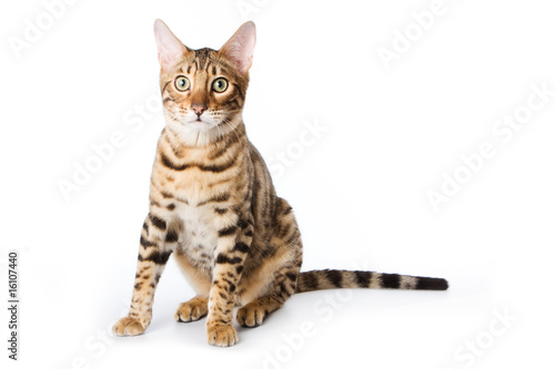 Bengal cat on white background