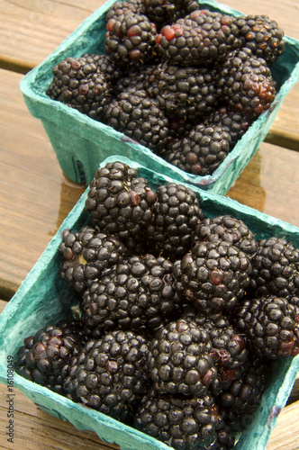 blackberries photo