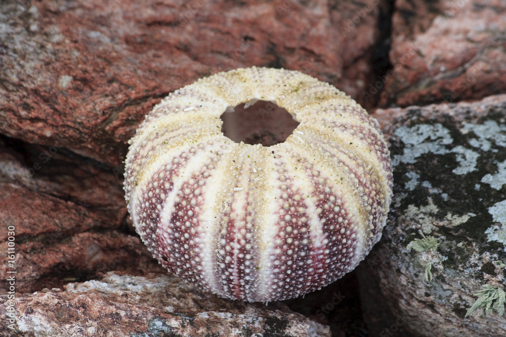 seeigel seeigel