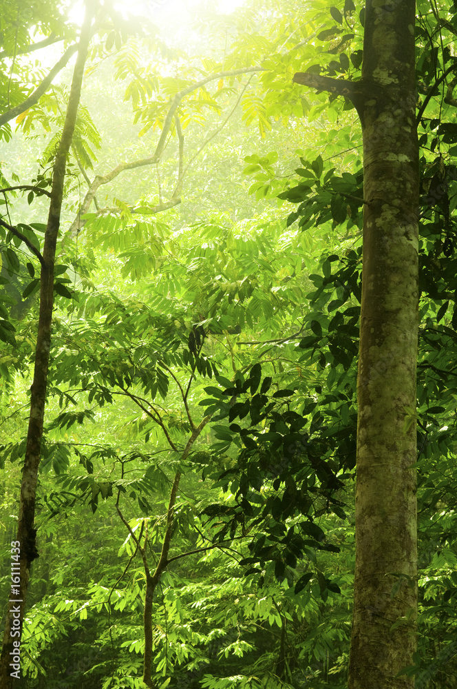 Naklejka premium Green forest