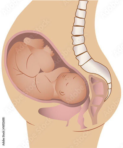 a vector illustration of a pregnant woman and the foetus