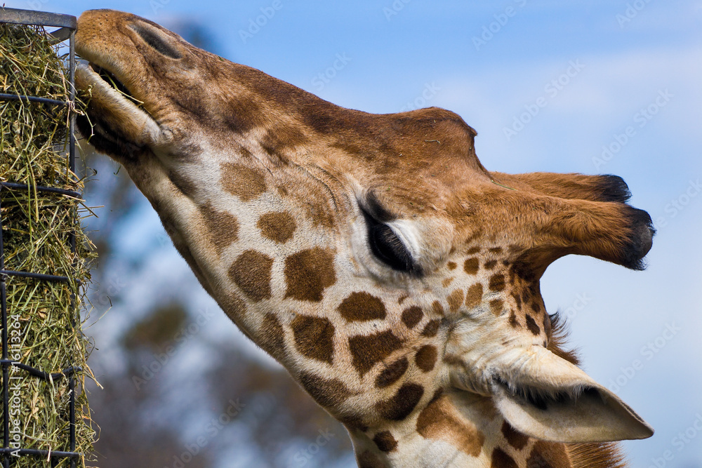 Obraz premium Giraffe head on an angle