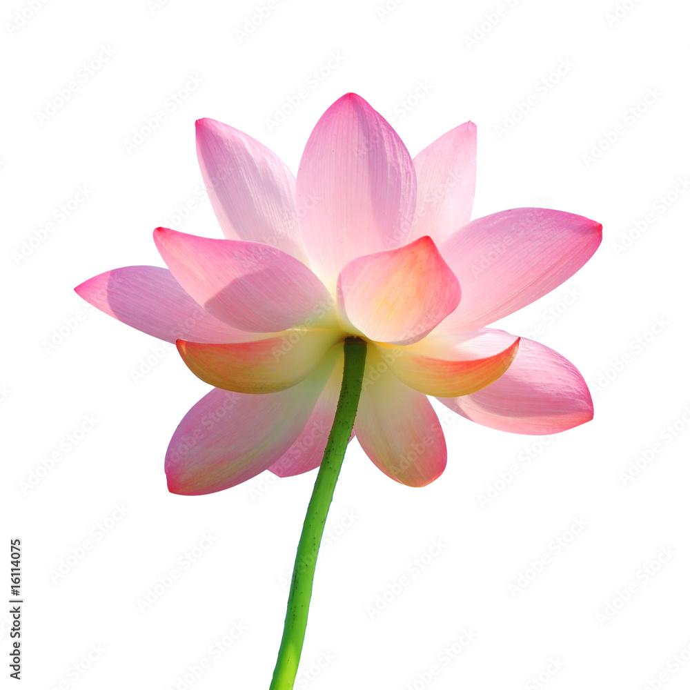 Isolated lotus with path Isolated lotus with path