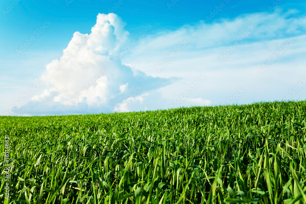 Green grass, the blue sky Green grass, the blue sky