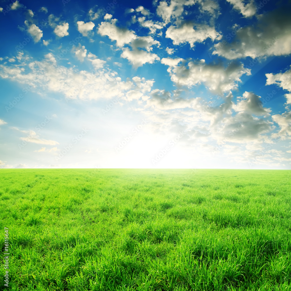 green grass and sun sky