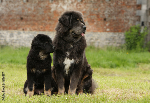 chiot et adulte dogue du tibet regardant dans la meme direction © Dogs