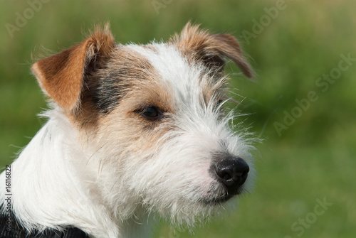 Fotografija Parson Russell Terrier