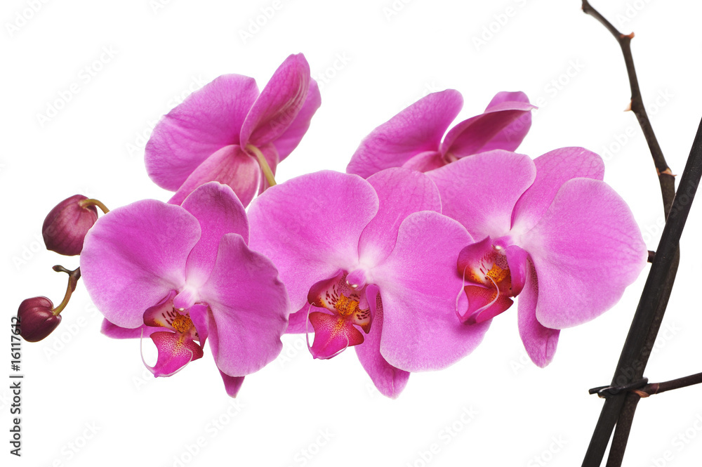 Pink Orchid Pink Orchid