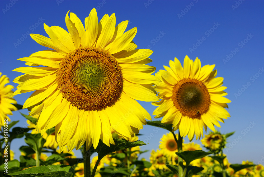 sunflower