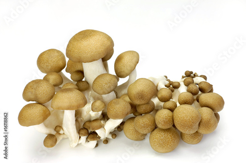 mushroom(simeji)