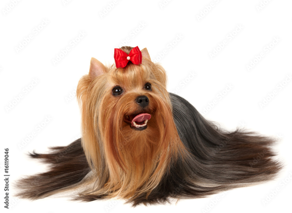 Naklejka premium Beautiful Yorkshire Terrier on white background