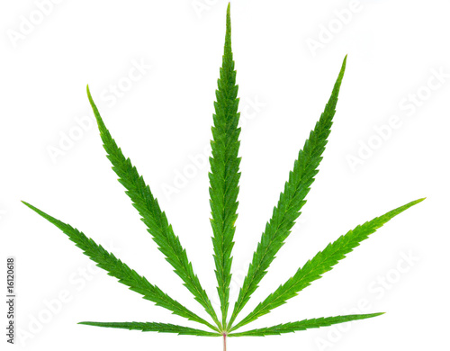 Marijuana plant (hemp) isolated on white background